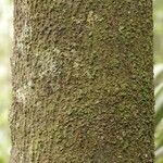 Pouteria cayennensis Kabuk