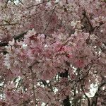 Prunus pedunculata Floare