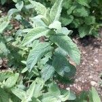 Mentha longifoliaBlatt