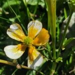 Ranunculus flammulaফুল