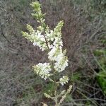 Aloysia gratissima Flor