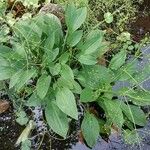 Alisma plantago-aquatica Liść