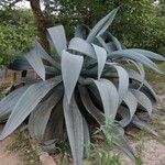 Agave shaferi Blad