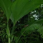 Asplundia insignis Hoja