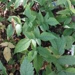 Astilbe thunbergii List