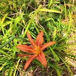 Lilium catesbaei ফুল