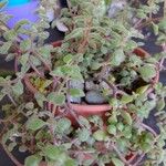 Crassula expansa ഇല