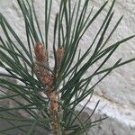 Pinus nigra Fulla