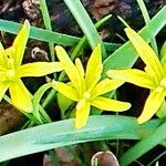 Gagea pratensis Flower