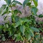 Acanthospermum hispidum Habit