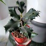 Ilex aquifoliumبرگ