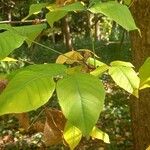 Aegle marmelos Hoja