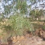 Prosopis glandulosa 葉