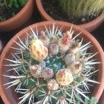 Parodia mammulosa Hoja