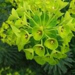 Euphorbia characiasFlower