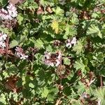 Pelargonium odoratissimum Λουλούδι