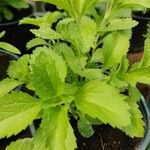 Stevia rebaudiana Ліст