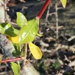 Commiphora madagascariensis 葉