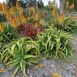 Aloe vanbalenii पत्ता