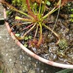 Drosera capensis Blad