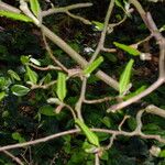 Magnolia stellata Leaf