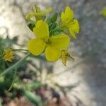 Diplotaxis tenuifolia 花