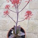 Aloe maculata Blomma