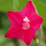 Ipomoea quamoclit Flower