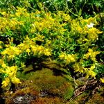 Genista germanica Buveinė