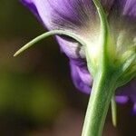 Eustoma russellianum خشب