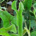 Ipomoea mombassana Leaf