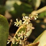 Monosis conferta Flor