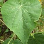 Abutilon exstipulare Leaf