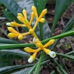 Potalia amara Blomma