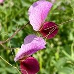 Lathyrus oleraceus Kvet