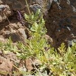 Lavandula coronopifolia Hábito