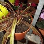 Drosera adelae Hoja