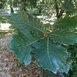 Quercus dentata Leaf