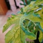 Citrullus lanatus Leaf