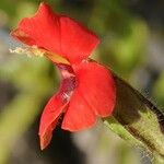 Erythranthe cardinalis Lorea