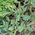 Antirrhinum braun-blanquetii 葉