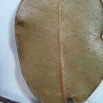 Diploon cuspidatum Beste bat