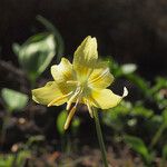 Erythronium grandiflorum Blüte