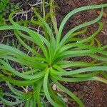 Lomandra insularis Fuelha