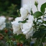 Rosa abietina Агульны выгляд