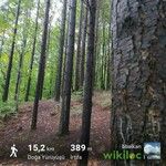 Pinus caribaea Corteza