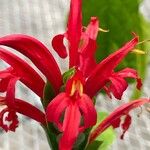 Pachystachys coccinea Fleur