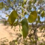 Colophospermum mopane (Benth.) LeonardFolla