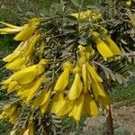 Sophora macrocarpa Λουλούδι