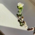 Delosperma echinatum Blüte